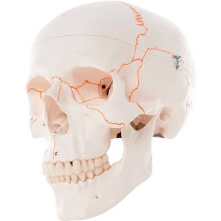 3B® Anatomical Model - Classic Skull, 3-Part Numbered -  FABRICATION ENTERPRISES, 968229